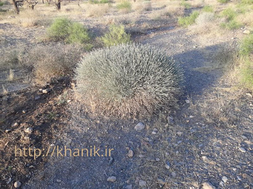 گیاه بیخ.jpg