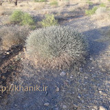 گیاه بیخ