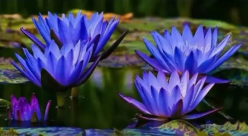 Blue Lotus in Ancient Egypt1