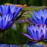 Blue Lotus in Ancient Egypt1