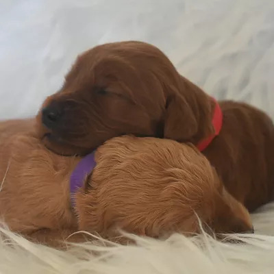 Cockapoo Puppies for Sale.jpg