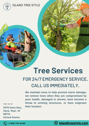 Professional Tree Removal Service in Maui.jpg