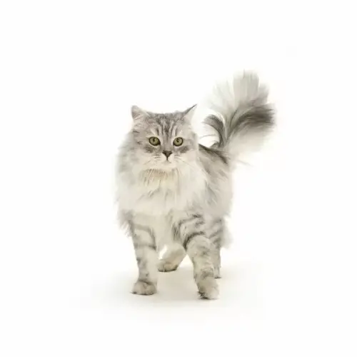 silver tabby chinchilla male cat 18264197.jpg.webp