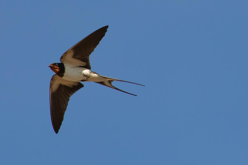 swallow flying gfd67d3380 1280