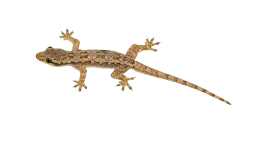 cicak removebg preview.png