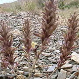 khanik miantak 27