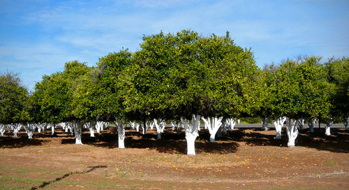 4436346399 215415c634 b.jpg