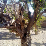 toot khanik 23 7 90