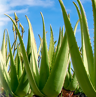 Botanical Skin Care Products.png