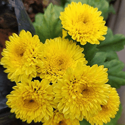 Order Fresh Pooja Flowers Online for any Occasion.png