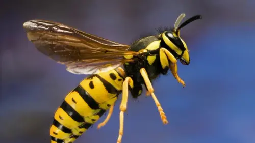 yellow jacket.webp