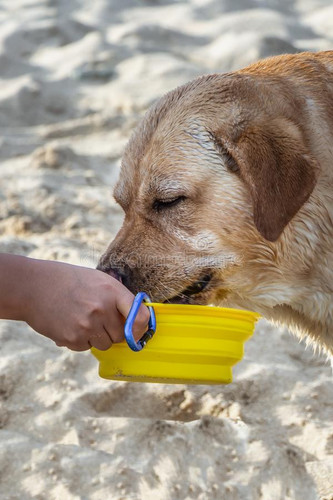 beautiful big white dog labrador drinking water foldable silicone yellow travel bowl blue carabine s.jpg
