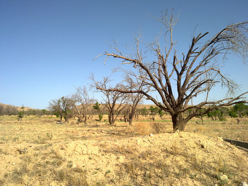 20110419995.jpg