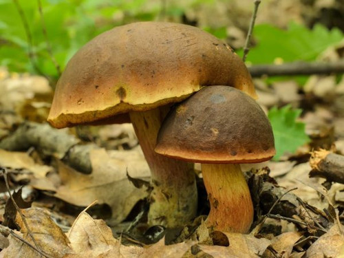 poddubovik2 600x450.jpg