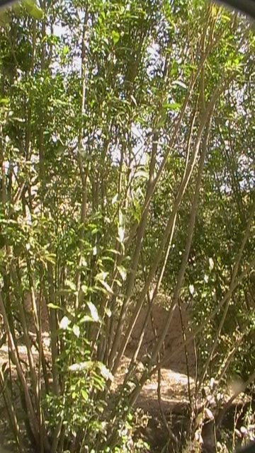 khanik1389.jpg