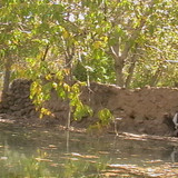 khanik1389