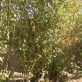 khanik1389