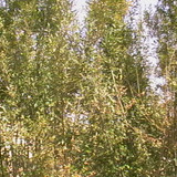 khanik1389