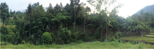 kebon jambe sanggabuana.jpg