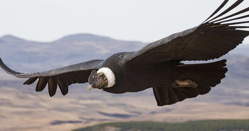 condor.jpg