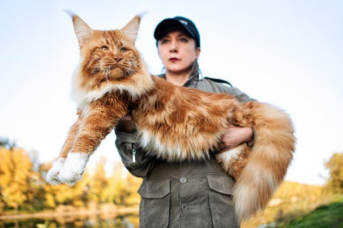 A girl holding in arms a huge maine coon cat Sergey Ginak Shutterstock.jpg