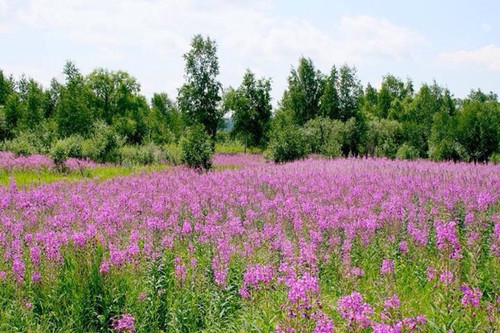 поле с чаем.jpg