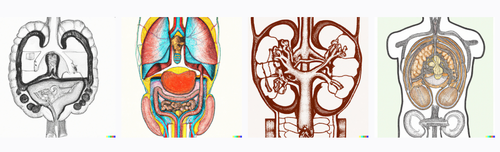 organs2.png