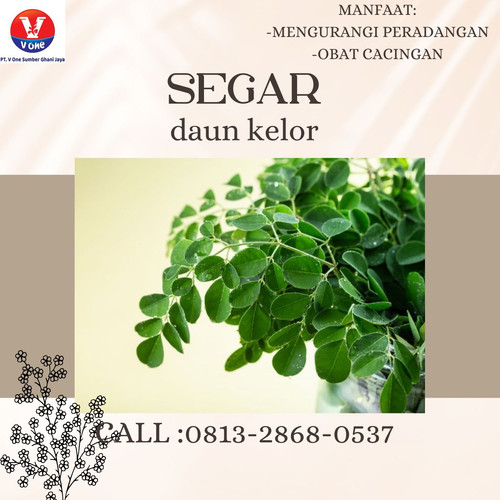 Pusat Budidaya Herbal Daun Kelor Fresh Tambak Bayumas.jpg