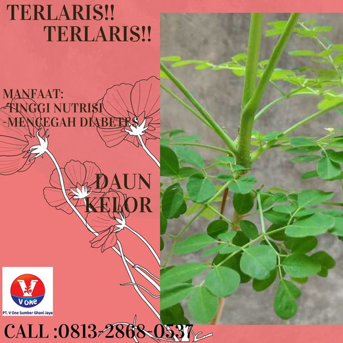 Pusat Budidaya Herbal Daun Kelor Bersih Tambak Bayumas.jpg