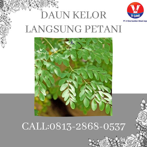Pusat Budidaya Herbal Daun Kelor Langsung Petani Tambak Bayumas.jpg