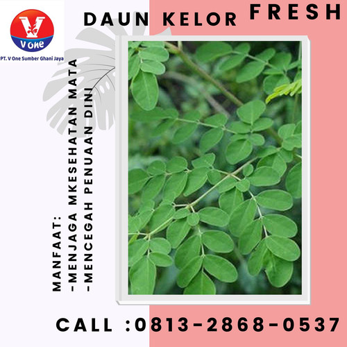 Pusat Budidaya Herbal Daun Kelor Segar Tambak Bayumas.jpg