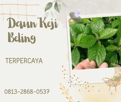 Pusat Budidaya Herbal Daun Keji Beling Alami Tambak Bayumas.png