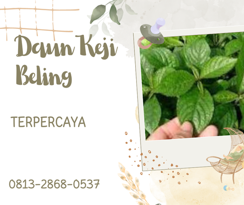 Pusat Budidaya Herbal Daun Keji Beling Alami Tambak Bayumas.png