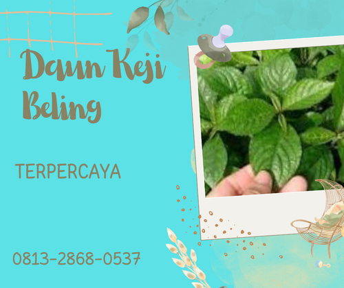 Pusat Budidaya Herbal Daun Keji Beling Alami Tambak Bayumas.png