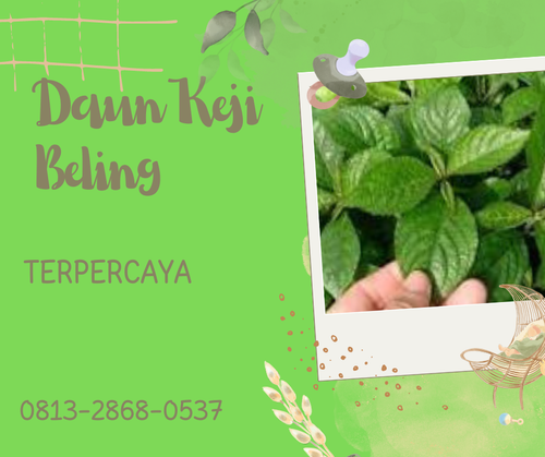 Pusat Budidaya Herbal Daun Keji Beling Alami Tambak Bayumas.png
