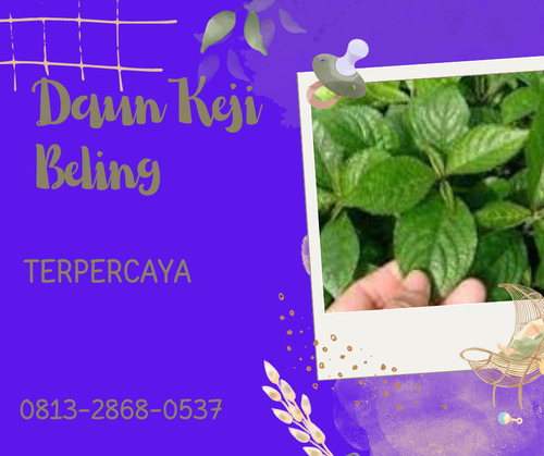 Pusat Budidaya Herbal Daun Keji Beling Alami Tambak Bayumas.png