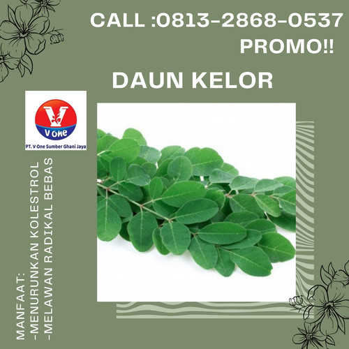 Pusat Budidaya Herbal Daun Kelor Terbaik Tambak Bayumas.jpg