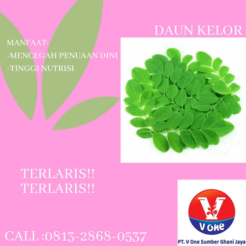 Pusat Budidaya Herbal Daun Kelor Kualitas Tinggi Tambak Bayumas.jpg