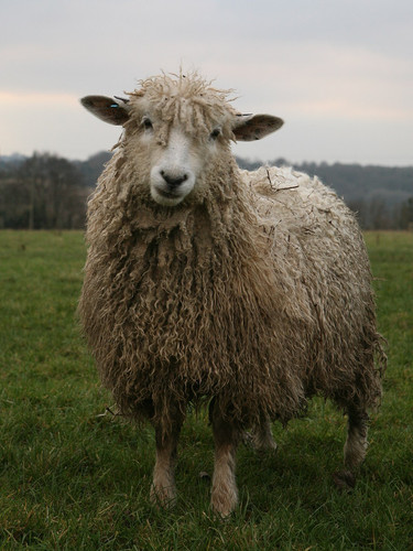 Cotswold Sheep (cropped).jpg