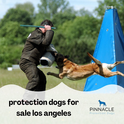 Protection dogs for sale los angeles.jpg