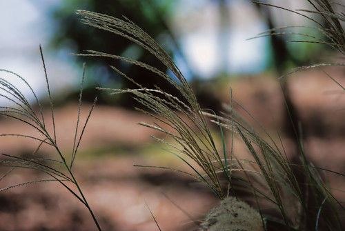 Bokeh from 100mm.jpg