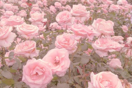 roses.jpg