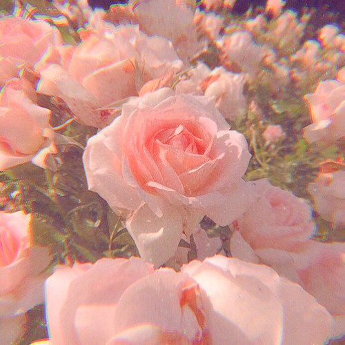 more roses.jpg