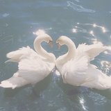 NEW SWANS.png