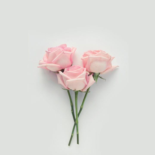 NEW ROSE.png