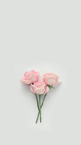 roses.jpg