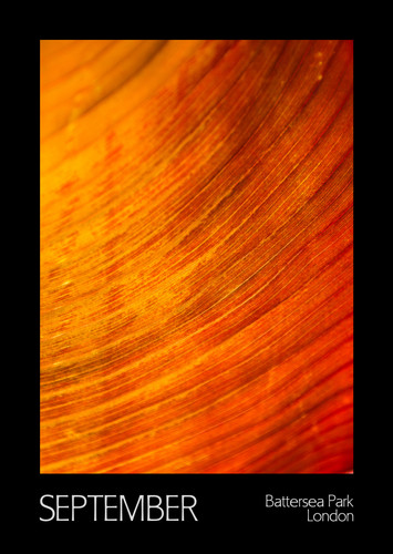 Month 09 Kew Leaf.jpg