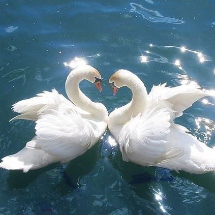 swans.jpg