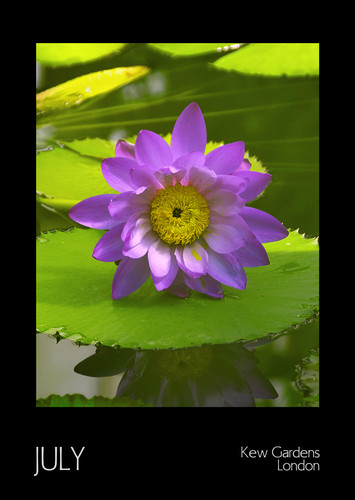 Month 07 Kew Lily.jpg