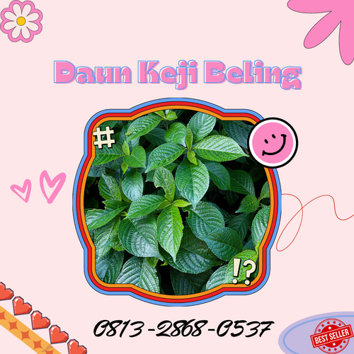 Pusat Budidaya Herbal Daun Keji Beling Alami Tambak Bayumas.png